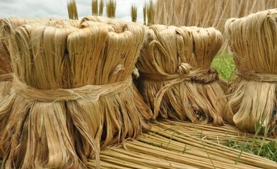 Indian Jute: The Golden Fibre